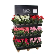 Umetno cvetje Pelargonija, krem