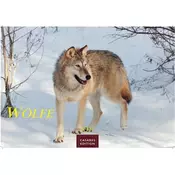 Wölfe Kalender 2027 - Wandkalender | Fotokalender Tierkalender 35x50cm Grosses Format - . mit faszinierenden Wolf-Motiven,.