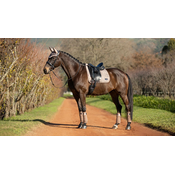 LeMieux dresurna podsedelnica Rhone Dressage