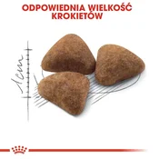 ROYAL ROYAL CANIN FHN Indoor suha hrana za odrasle mačke, 4 kg