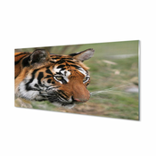 tulup.si Slika na akrilnem steklu Tiger woods 140x70 cm 4 obešalnika