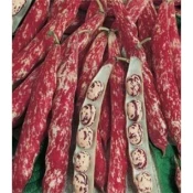 BORLOTTO LINGUA DI FUOCO NANO NIZKI FIŽOL 1kg