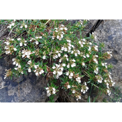 Adonis Caj iva herba, 50g