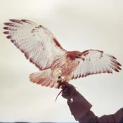 Jm Airis - Wild Birds (2 LP)
