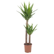 YUCCA ELEPHANTIPES Lončnica, velika juka/2-stebelna, 24 cm