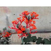 Flora Ekspres Seme cveća, Koralni cvet - Jatropha podagarica