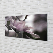 tulup.si Stenska plošča za kuhinjo Magnolia 100x50 cm