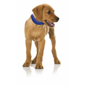 WEBHIDDENBRAND Record ogrlica za hladenje, za pse i macke, plava, S