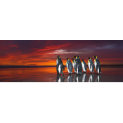 Heye - Puzzle Patagonian Penguins - 1 000 kosov