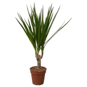 DRACAENA MARGINATA Lončnica, obrobljeni zmajevec, 9 cm