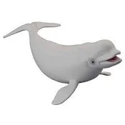 shumee Beluga kit