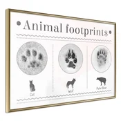 Poster - How to Recognize an Animal 90x60