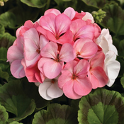 Flora Ekspres Seme cveca, Muškatla stojeca Od bele do roze-Pelargonium h. Pinto white to rose