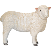 Moja ovca Romney