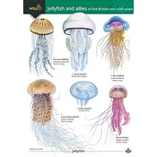 Jellyfish and allies of the British and Irish Coast
