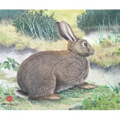 JVD Target Face Animal Rabbit
