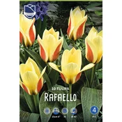 Čebulice tulipan Rafaello, 10 kosov