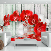 Foto tapeta - Ruby orchid 150x105