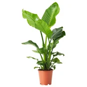 STRELITZIA Lončnica, Orjaška strelicija, 19 cm
