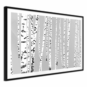 Poster - Birch Wood 45x30