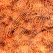Marabu za vezavo muh HENDS GRIZZLY MARABOU Hot Orange Fl./black grizzled | GM-307