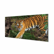 tulup.si Slika na akrilnem steklu Tiger woods 140x70 cm 2 obešalnika