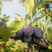 Šljiva California Blue