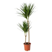 DRACAENA MARGINATA Lončnica, obrobljeni zmajevec/2-stebelna, 19 cm