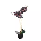 PHALAENOPSIS ORHIDEJA