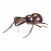 Kovinska vrtna dekoracija Mravlja, 33 x 23 x 10 cm