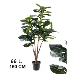 Lilium stablo fikus, 66 listova, visina 160 cm 567339