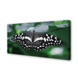tulup.si Slika na platnu Pisani metulj listi 140x70 cm