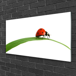 tulup.si Steklena slika Ladybug narava 100x50 cm 2 obešalnika