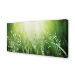 tulup.si Slika na platnu Grass sonce kapljice 100x50 cm