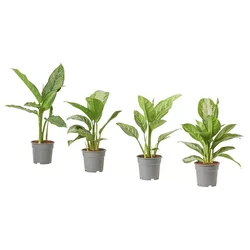 AGLAONEMA Biljka u saksiji, 17 cm