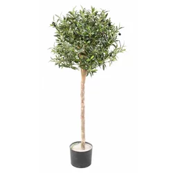 Oljka krogla na steblu 120 cm - 101 do 150 cm - 50-55 cm