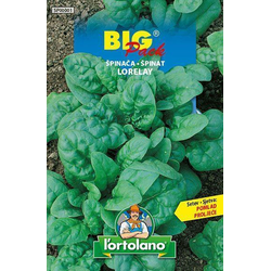 ŠPINAČA LORELAY BIG PACK 20gr