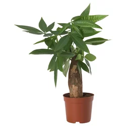 PACHIRA AQUATICA Zasađena biljka, vodeni kesten, 9 cm