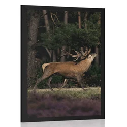 Plakat veličastni jelen - 60x90 silver