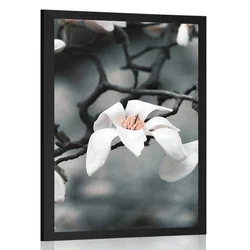 Plakat prebujajoča se magnolija - 20x30 no frame