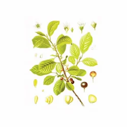 Krušina kora (Rhamnus frangula), 100g