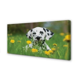 tulup.si Slika na platnu Prerijski pes 100x50 cm