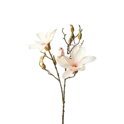 MAGNOLIJA