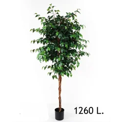 Lilium dekorativni zeleni bendžamin 180cm 567286