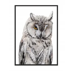 shumee SLIKA, PLAKAT V OKVIRJU 73x53 cm Sova P509