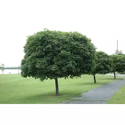 BELI JAVOR GLOBOSUM V LONCU 35lit