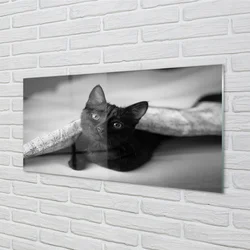 tulup.si Steklena slika Cat pod odejo 100x50 cm 2 obešalnika