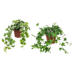 HEDERA HELIX Zasađena biljka, bršljan, 13 cm
