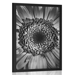 Plakat črnobela gerbera - 30x45 no frame