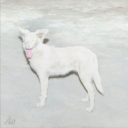 AO - Malandra (Digipak) (CD)